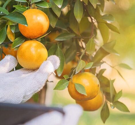 Cómo Asegurar un Desverdizado Eficiente: Consejos para Productores y Exportadoras
